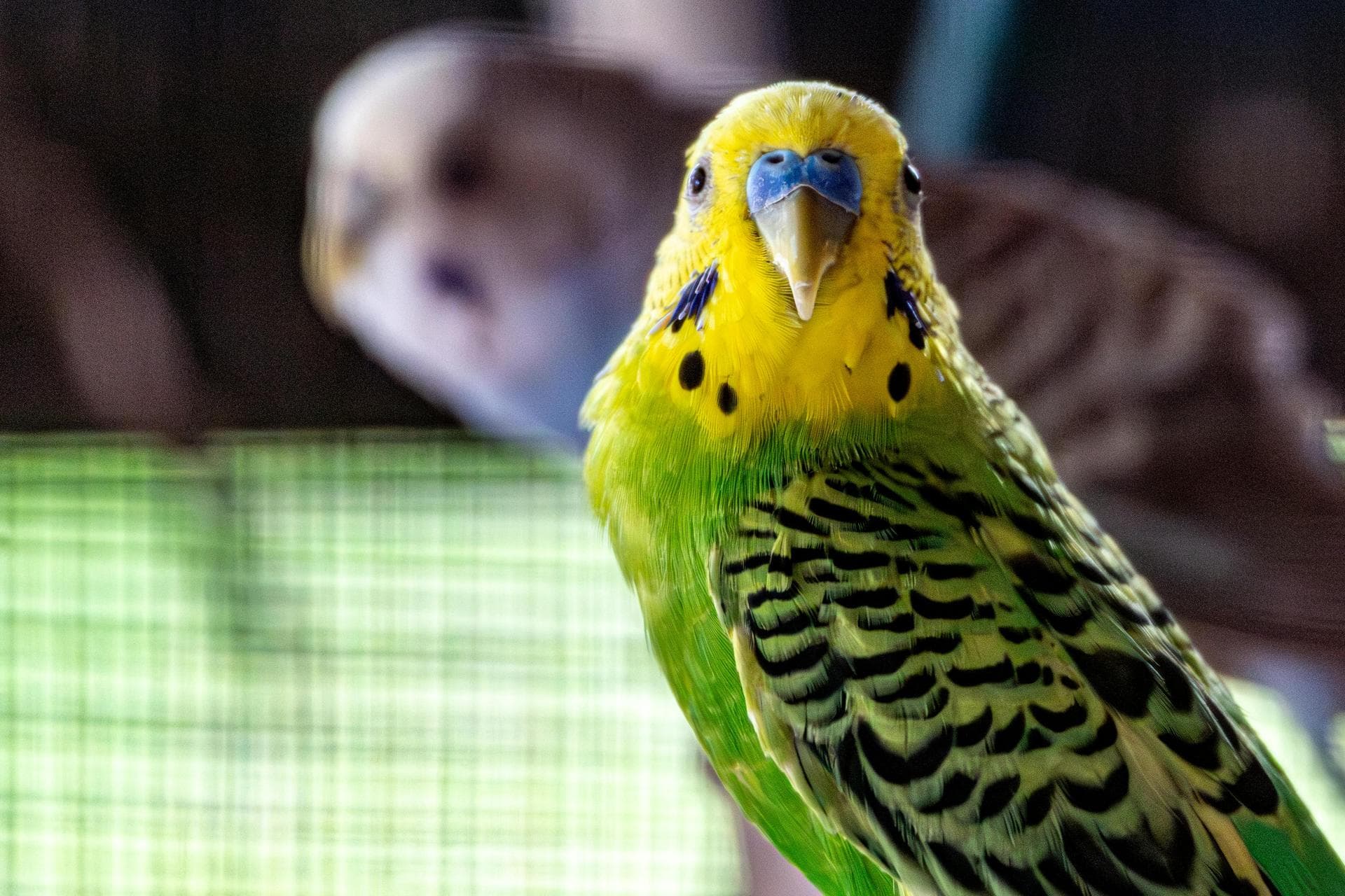 Farm & Large-Animal Vets near Newtownards